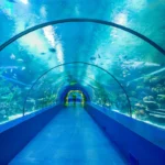 آکواریوم کوندو 