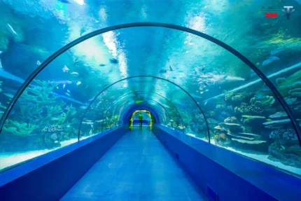 آکواریوم کوندو 