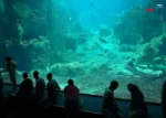 آکواریوم استانبول
