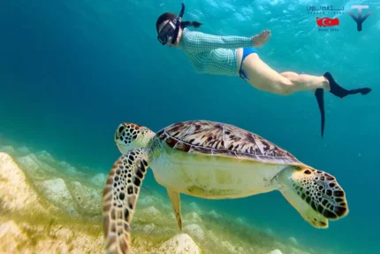 غواصی سطحی در آلانیا