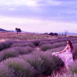 مزرعه لاوندر کپز