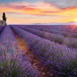 مزرعه لاوندر کپز