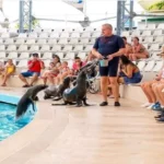 نمایش دلفین ها در کپز