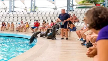 نمایش دلفین ها در کپز