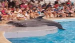 نمایش دلفین ها در آنتالیا