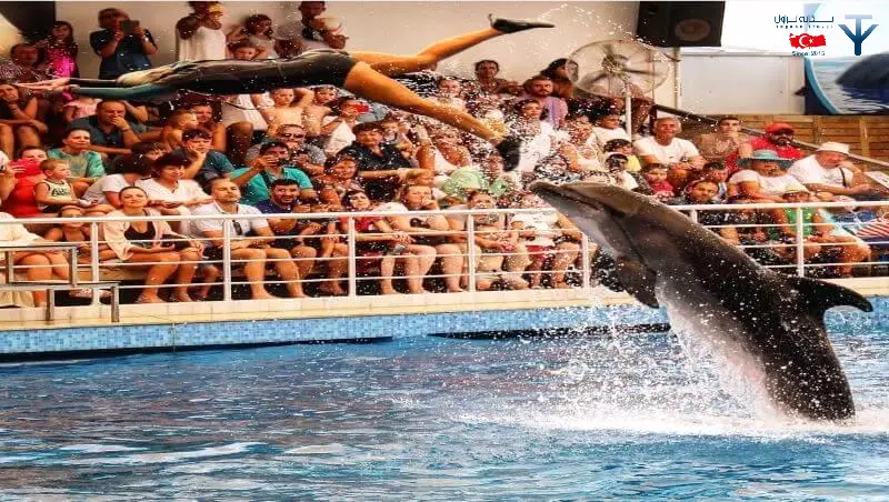نمایش دلفین ها در آنتالیا