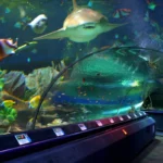 آکواریوم مورات پاشا