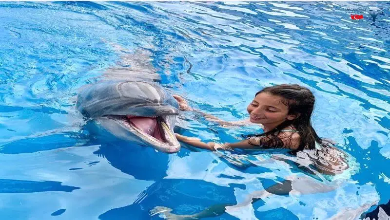 شنا با دلفین ها 2