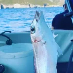 ماهیگیری در کپز 