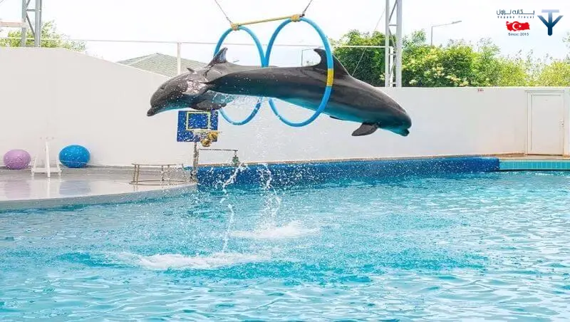 نمایش دلفین ها در آنتالیا 1